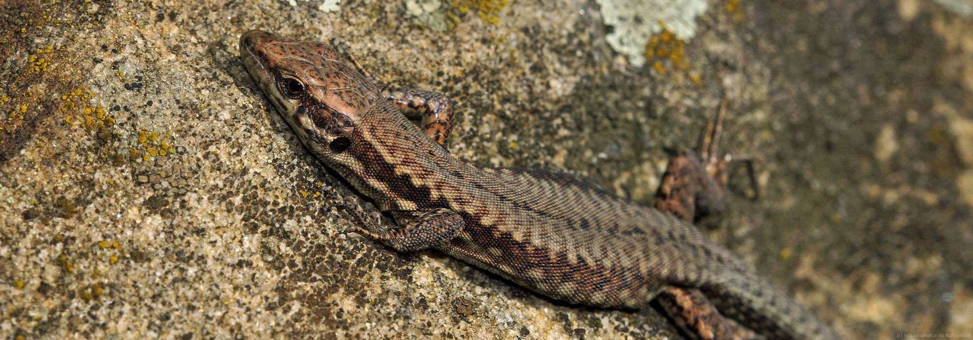 Mauereidechse (Podarcis muralis), Halde Hympendahl, 10.10.2023