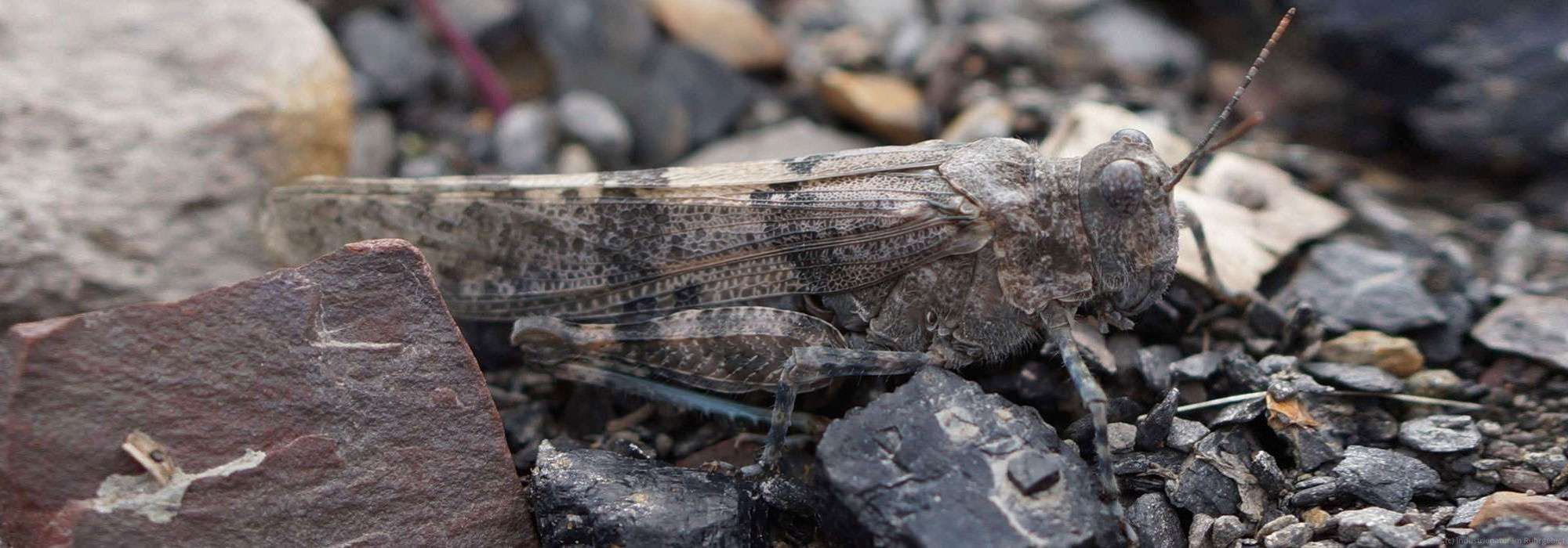 Blauflügelige Sandschrecke (Sphingonotus caerulans), Halde Rheinelbe, 15.08.2015