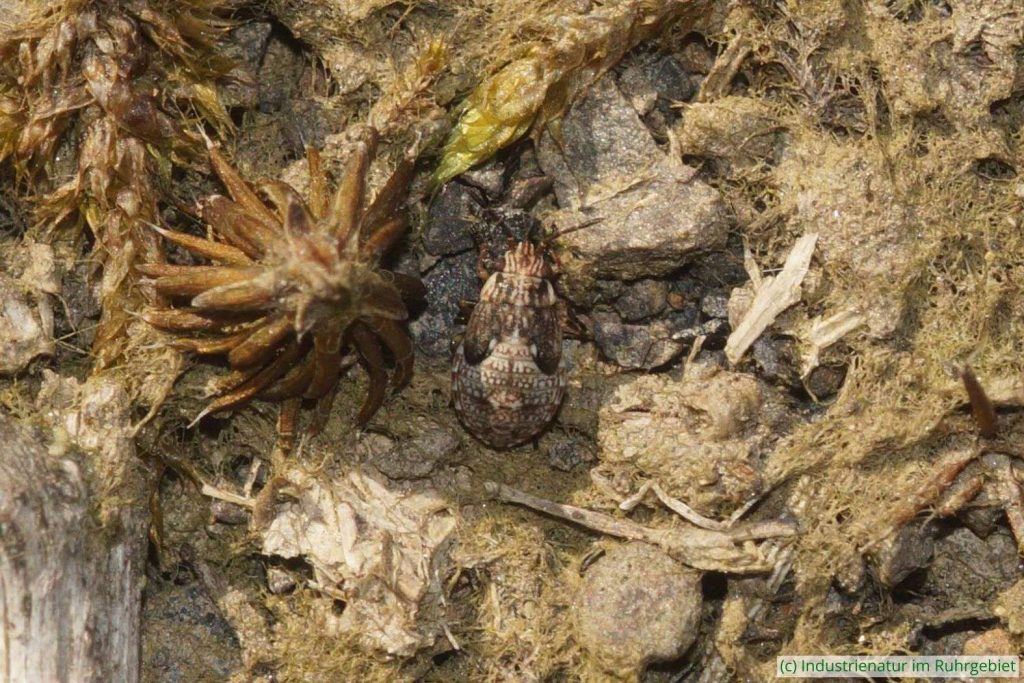 Nymphe von Nysius huttoni, Halde Rheinelbe, 22.09.2024