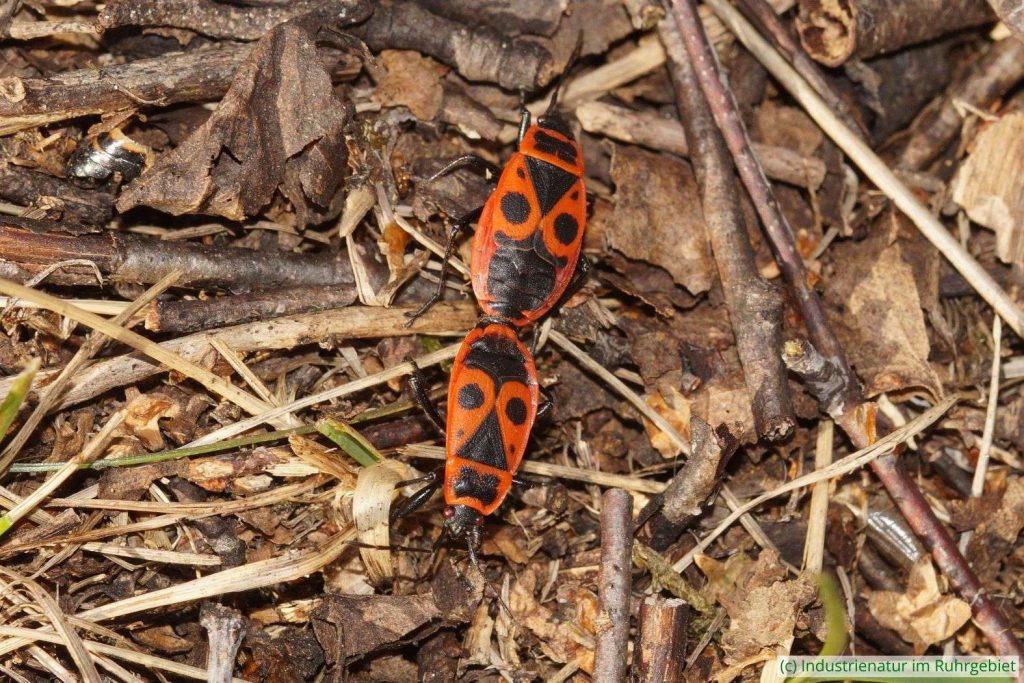 Gemeine Feuerwanzen (Pyrrhocoris apterus) bei der Paarung, Gleispark Frintrop, 24.02.2019