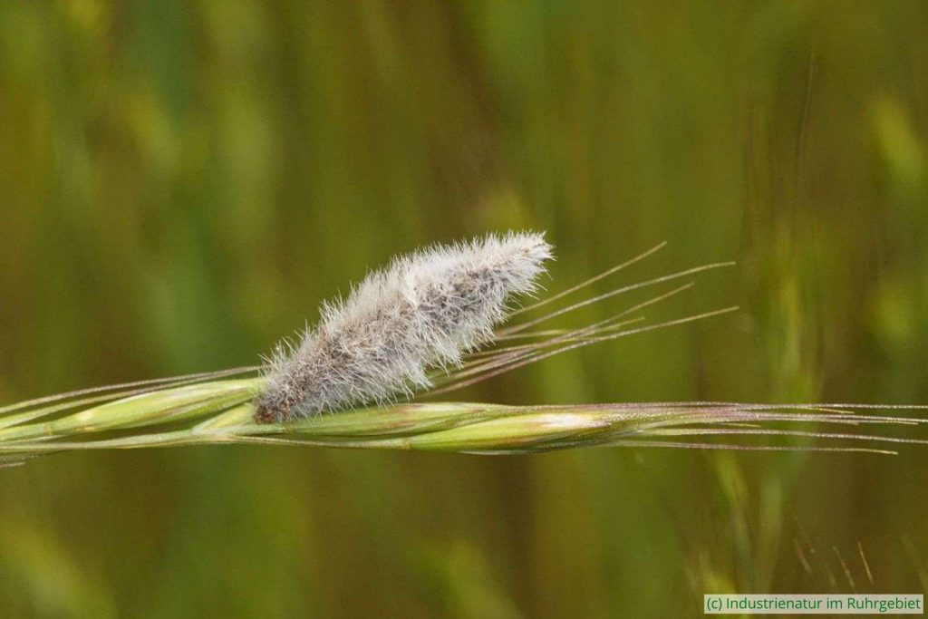 Raupensack von Coleophora pennella, Halde 22, 29.05.2029