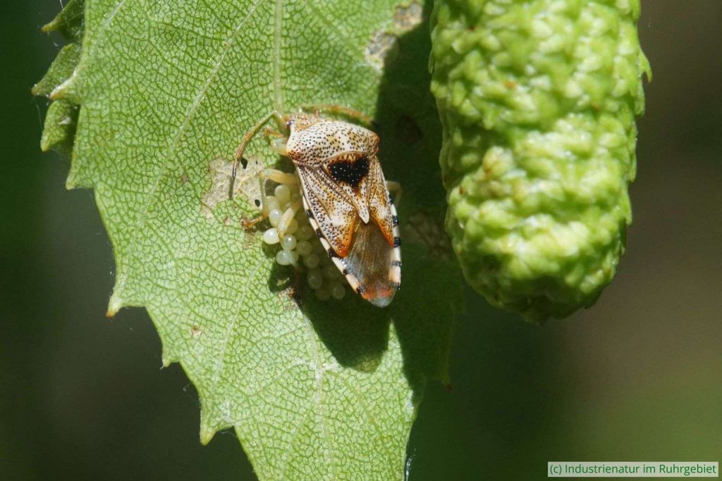 Weibliche Fleckige Brutwanze (Elasmucha grisea) bewacht ihr Eigelege, Halde Hoheward, 12.05.2024