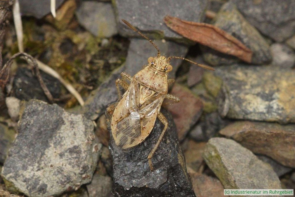 Braunrote Glasflügelwanze (Rhopalus parumpunctatus), Halde Hoheward, 04.08.2024