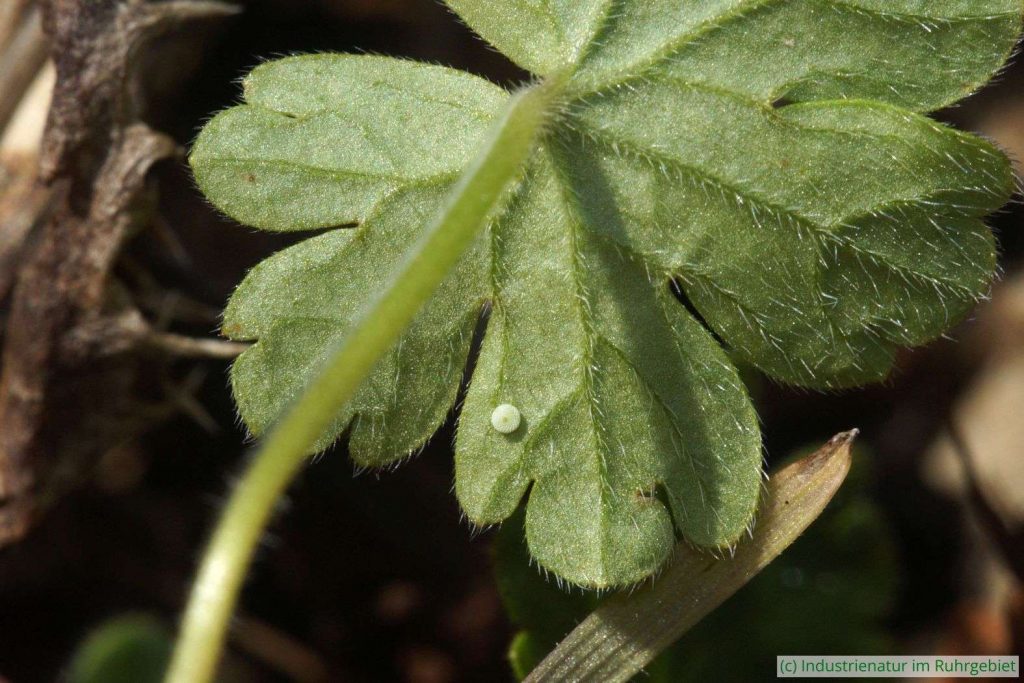 Ei des Kleinen Sonnenröschen-Bläulings (Aricia agestis), Halde Rheinelbe, 09.09.2023