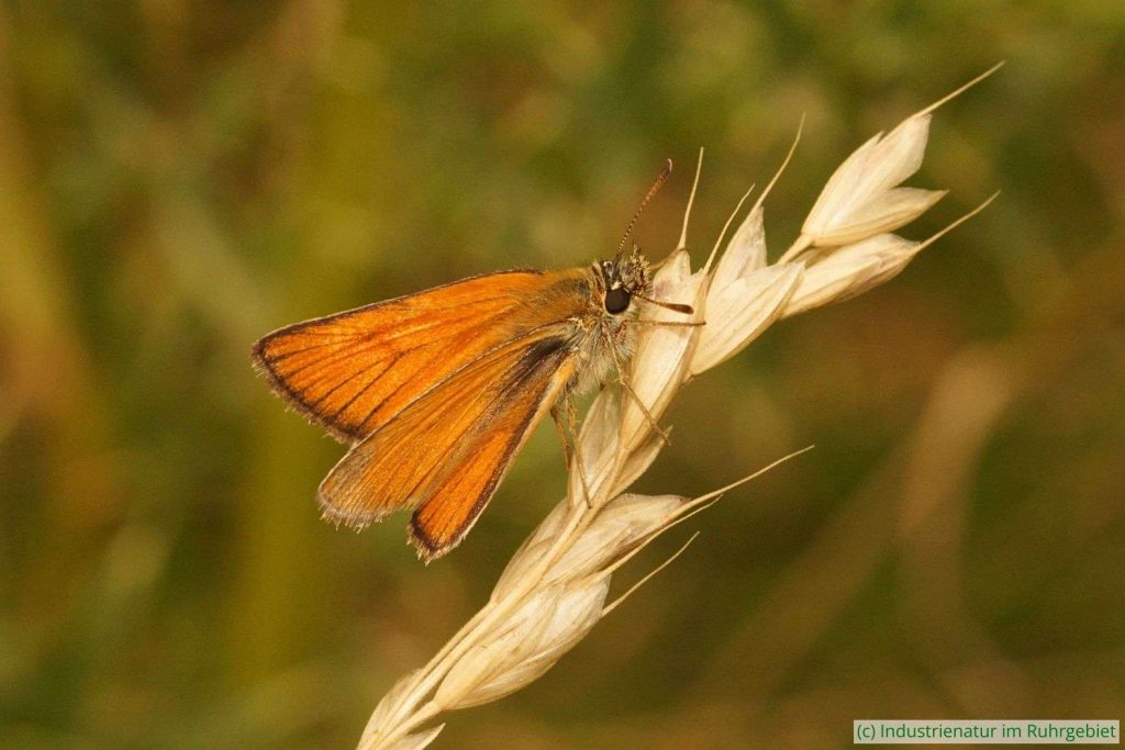 Rostfarbiger Dickkopffalter (Ochlodes sylvanus), Landschaftspark Duisburg-Nord, 07.07.2019