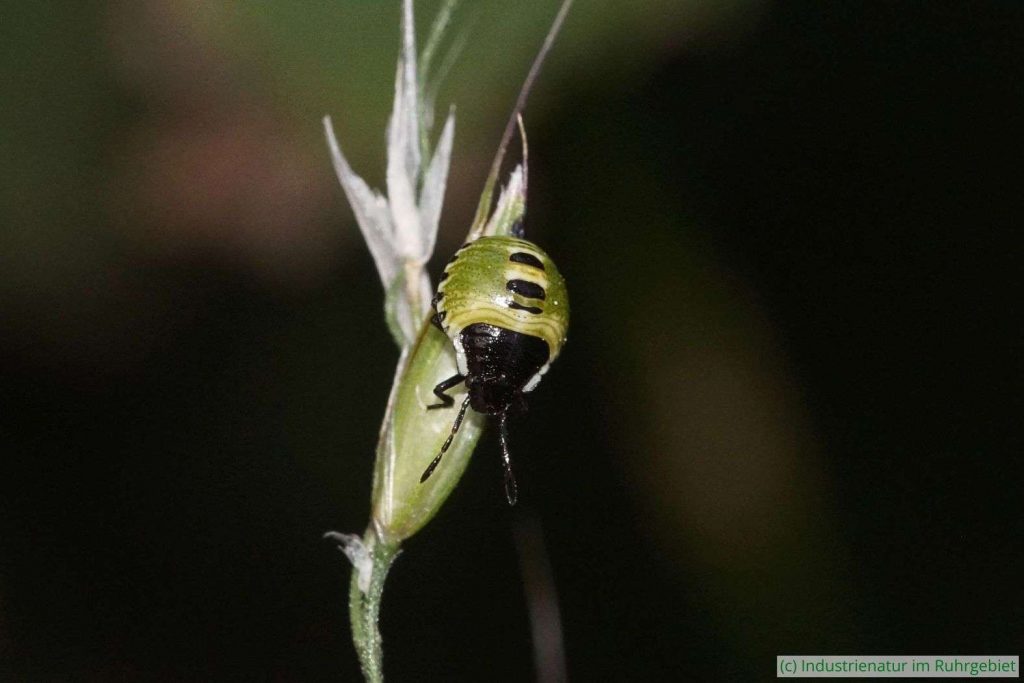 Nymphe der Grünen Stinkwanze (Palomena prasina), Landschaftspark Duisburg-Nord, 12.06.2020