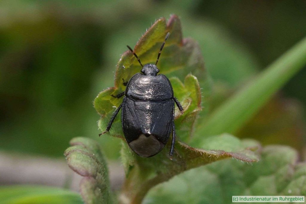 Vergissmeinnicht-Erdwanze (Sehirus luctuosus), Landschaftspark Duisburg-Nord, 09.05.2021