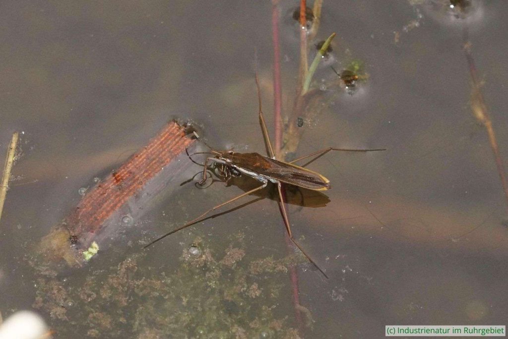 Gestreckter Wasserläufer (Gerris thoracicus), Landschaftspark Duisburg-Nord, 26.03.2025