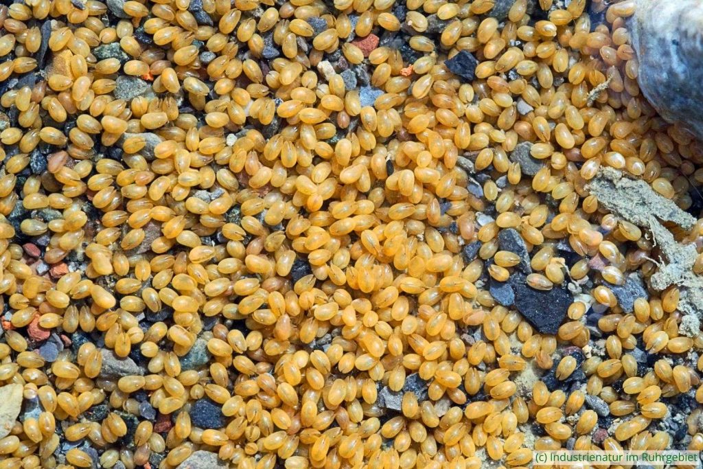 Muschelkrebse (Ostracoda sp.), Mottbruchhalde, 22.04.2023