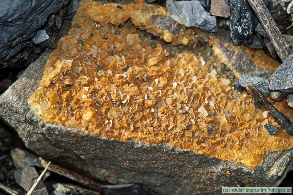 Das Bergematerial der Mottbruchhalde hält einige schöne Funde bereit, 22.04.2023