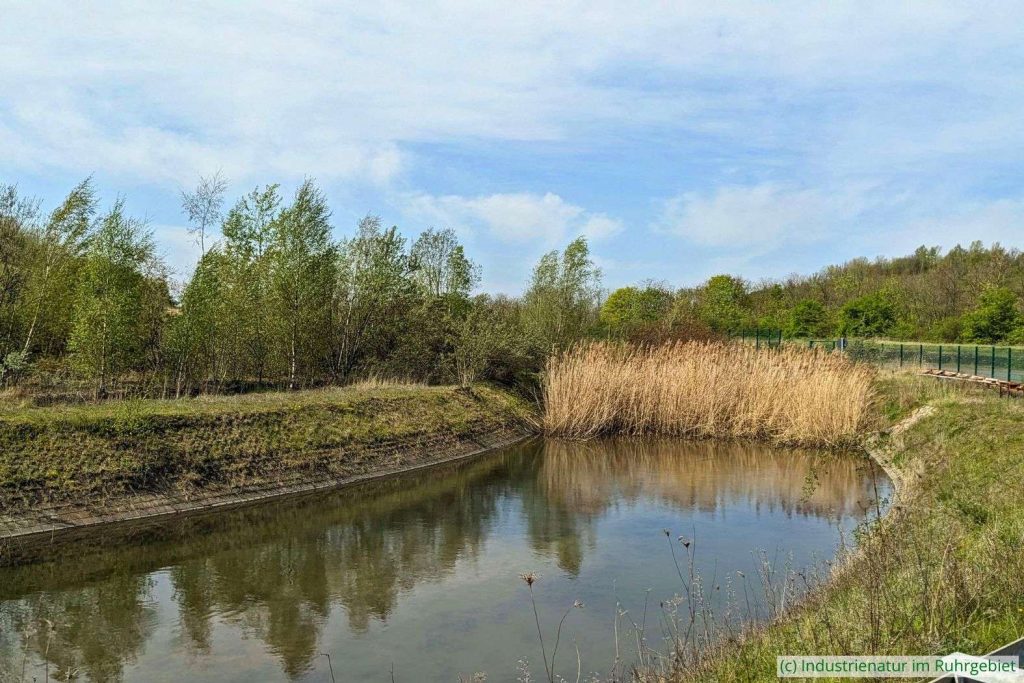 5a: Rückhaltebecken am nördlichen Fuß der Mottbruchhalde, 22.04.2023