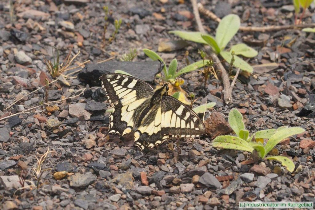 Schwalbenschwanz (Papilio machaon), Mottbruchhalde, 29.05.2023