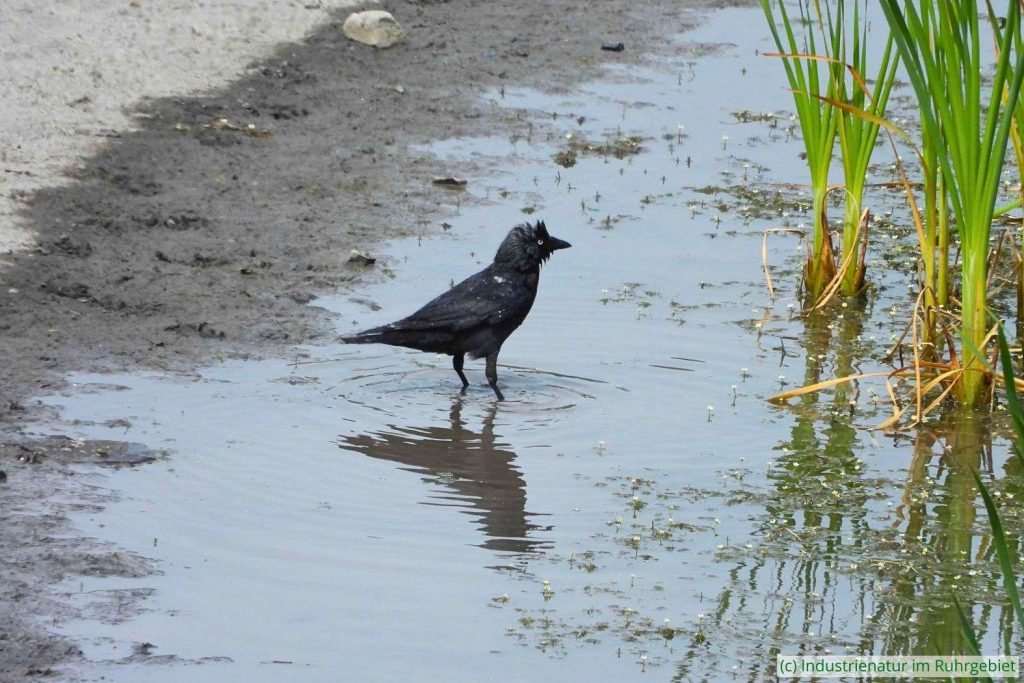 Dohle (Corvus monedula) am Temporärgewässer auf der Mottbruchhalde, 29.05.2023