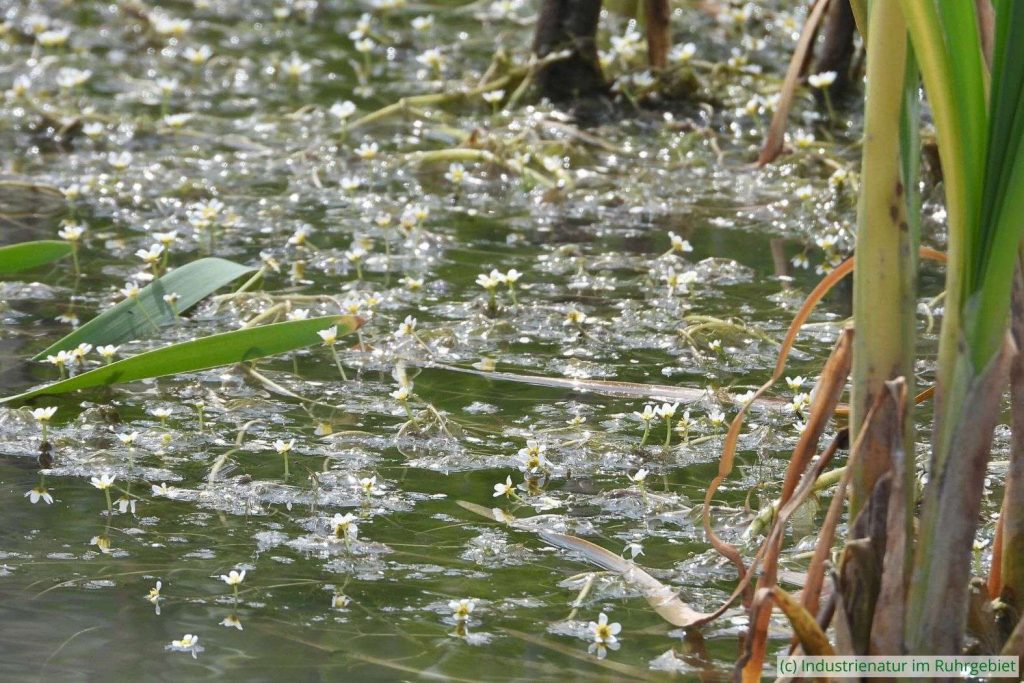 Wasser-Hahnenfuß (Ranunculus sp.), Mottbruchhalde, 29.05.2023