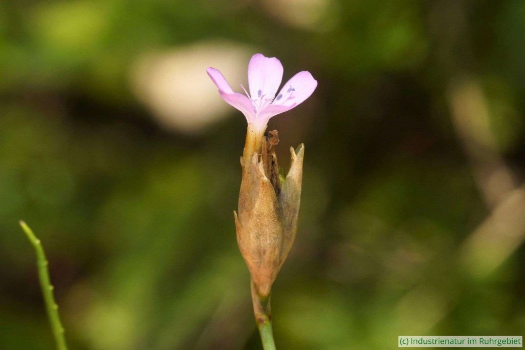 Sprossende Felsennelke (Petrorhagia prolifera), Mottbruchhalde, 05.08.2023