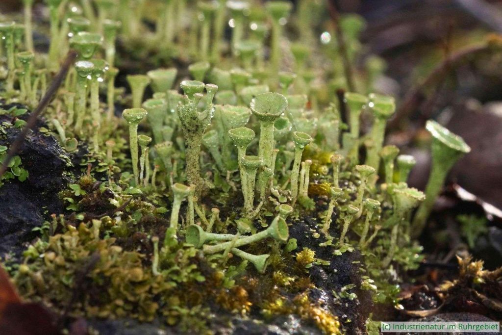 Trompeten-Becherflechte (Cladonia fimbriata), Mottbruchhalde, 10.02.2024