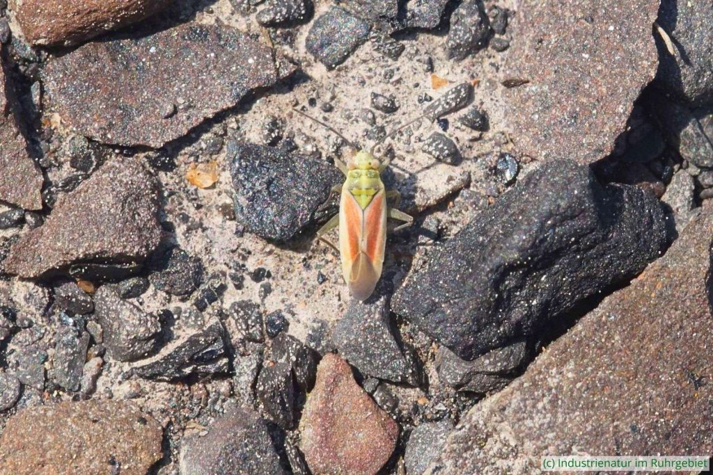 Conostethus roseus, Mottbruchhalde, 09.05.2024