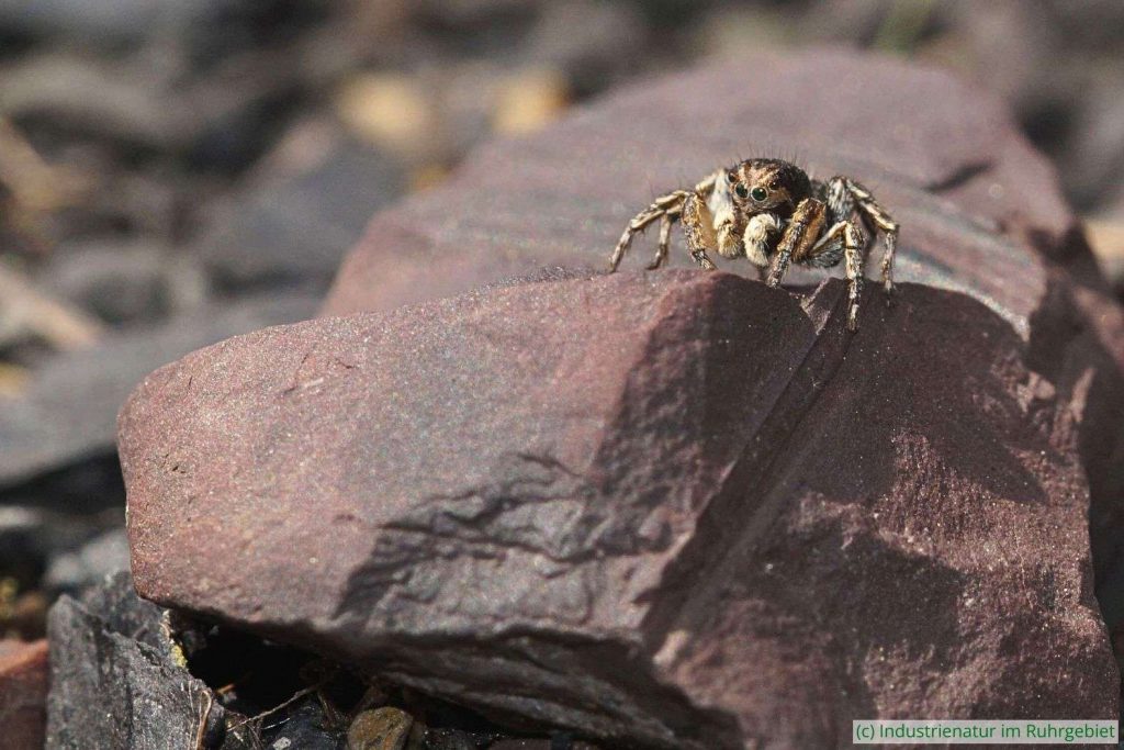 V-Fleck-Springspinne (Aelurillus v-insignitus), Mottbruchhalde, 26.05.2024