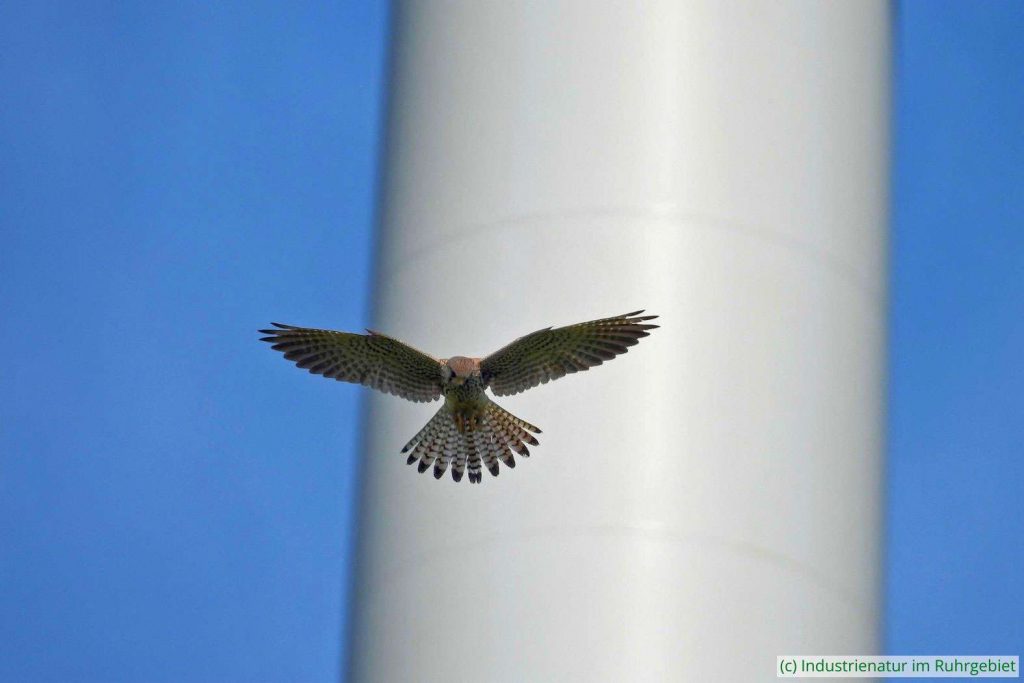 Turmfalke (Falco tinnunculus), Mottbruchhalde, 26.05.2024