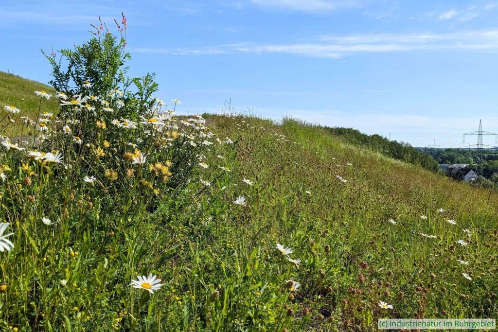 Hochstaudenflur auf der Mottbruchhalde, 26.05.2024