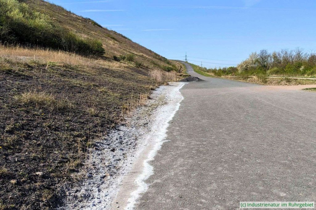Das salzhaltige Temporärgewässer am nördlichen Haldenfuß ist ausgetrocknet, Mottbruchhalde, 08.04.2025