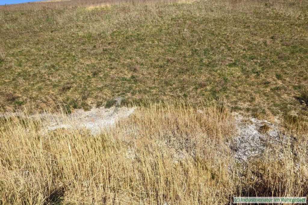 Salzkrusten am Hang der Mottbruchhalde, 08.04.2025