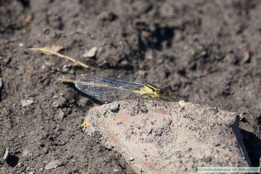 Die Große Pechlibelle (Ischnura elegans) lebt am Temporärgewässer auf der Mottbruchhalde, 25.06.2025