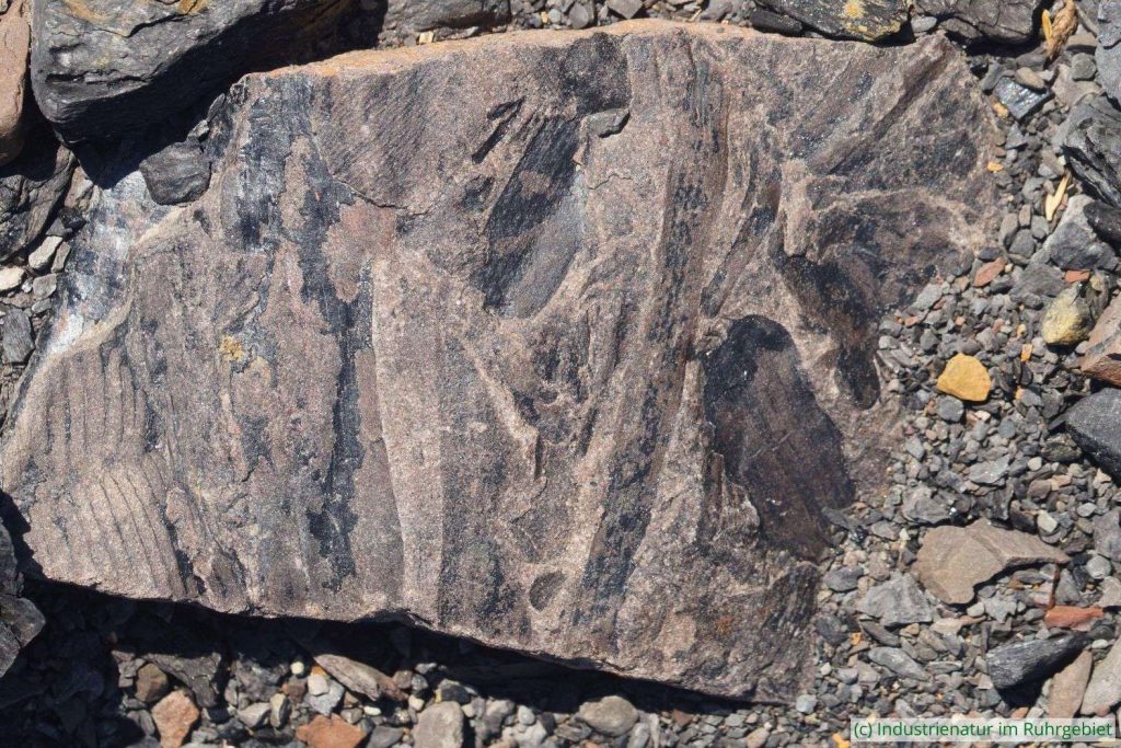 Verschiedene fossile Pflanzen im Bergematerial der Mottbruchhalde, 25.06.2025