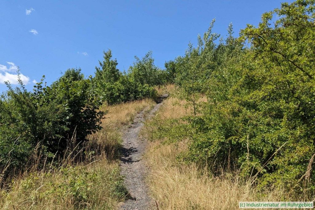 Gebüsch am östlichen Hang der Mottbruchhalde, 25.06.2025