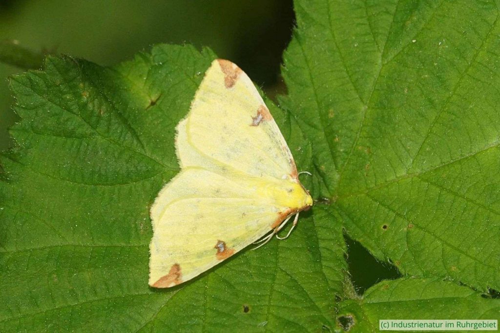 Gelbspanner (Opisthograptis luteolata), Halde Schallacker, Phoenix West, 11.05.2024