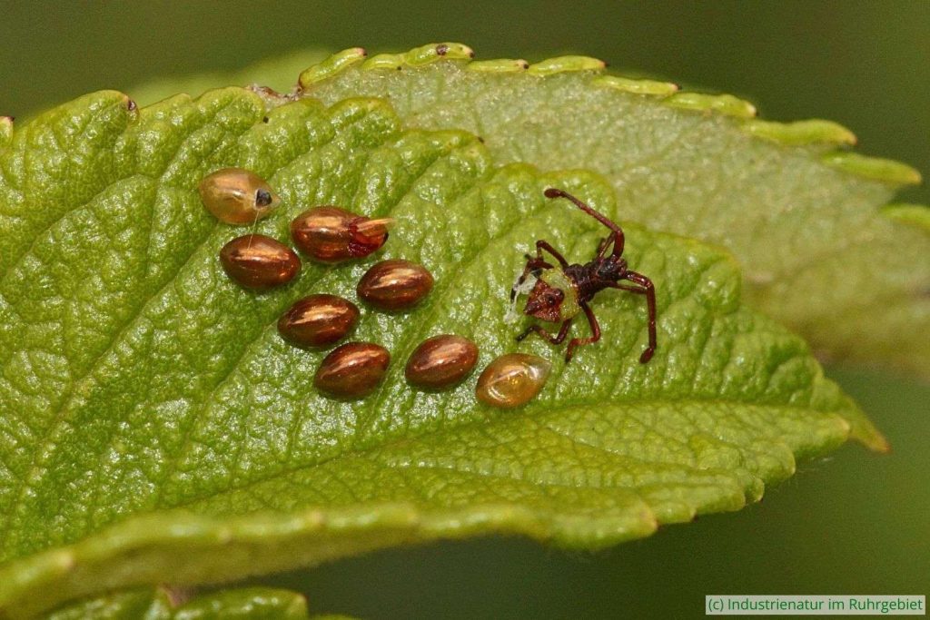 Frisch geschlüpfte Schlehen-Randwanze (Gonocerus acuteangulatus) und Eier dieser Art, Schurenbachhalde, 15.07.2017