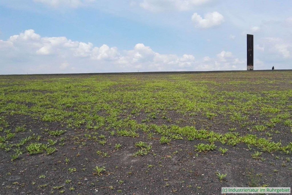 Offener Bereich mit Pioniervegetation auf der Schurenbachhalde, 18.07.2020