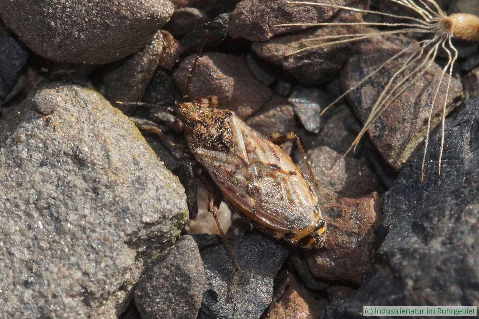 Weibchen von Nysius huttoni kurz vor der Eiablage, Schurenbachhalde, 07.10.2023