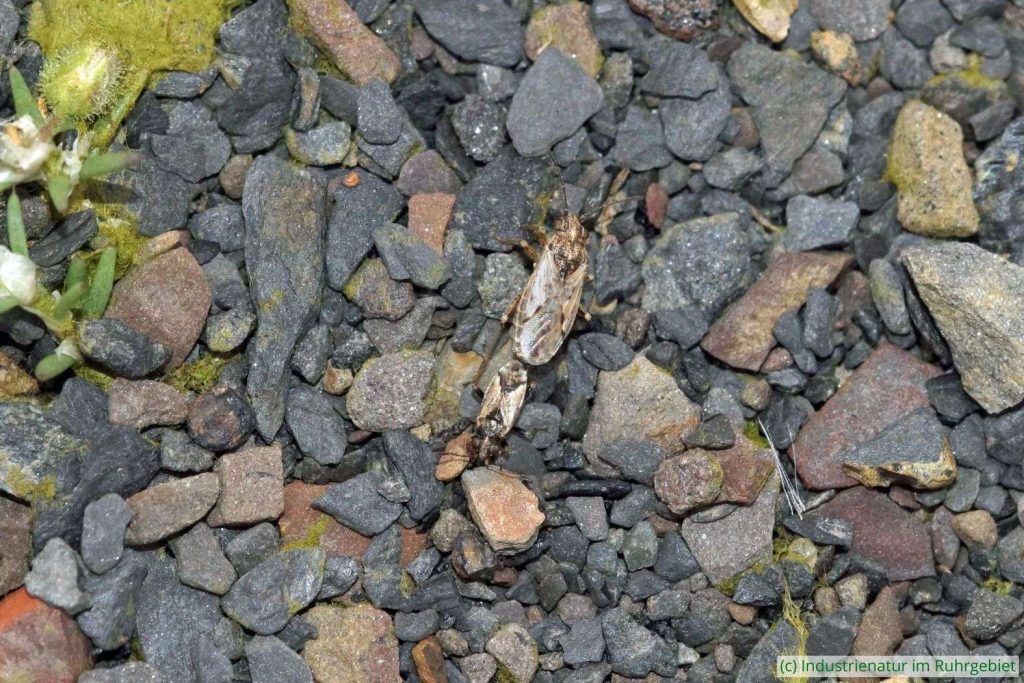 Paarung von Nysius huttoni, Schurenbachhalde, 27.07.2024