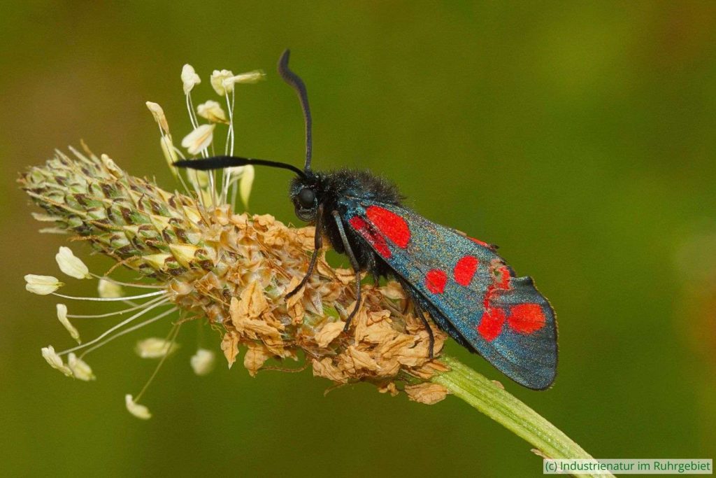 Sechsfleck-Widderchen (Zygaena filipendulae), UNESCO-Welterbe Zollverein, 03.08.2024