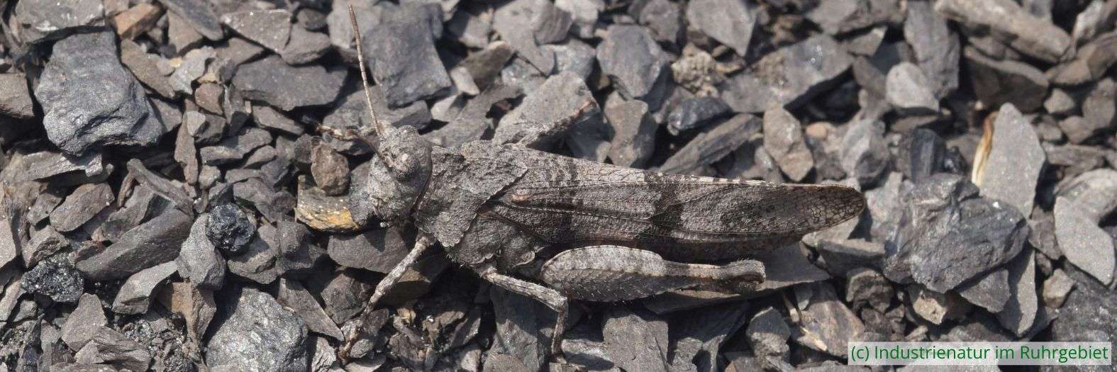 Blauflügelige Ödlandschrecke (Oedipoda caerulescens), Halde Rungenberg, 09.08.2025