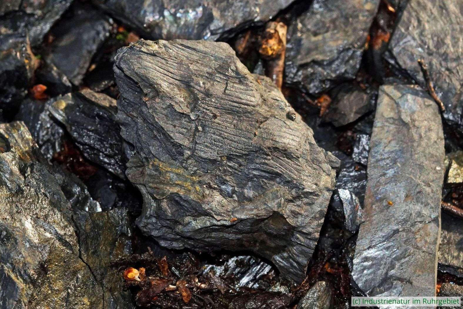 Versteinerter Abdruck eines baumartigen Schachtelhalms (Calamites sp.) aus dem Karbon, Halde Pörtingsiepen, 21.11.2022