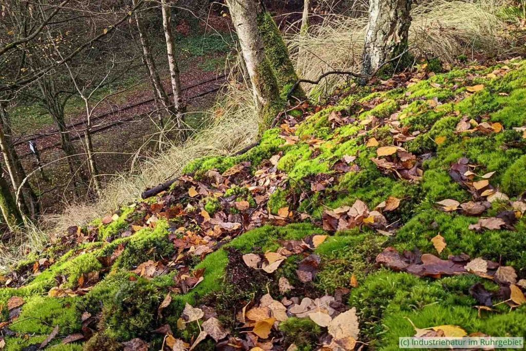 Moose bedecken den südwestlichen Hang der Halde Pörtingsiepen, 26.11.2022
