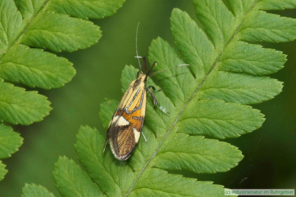 Prächtige Faulholzmotte (Alabonia geoffrella), Halde Pörtingsiepen, 21.05.2023