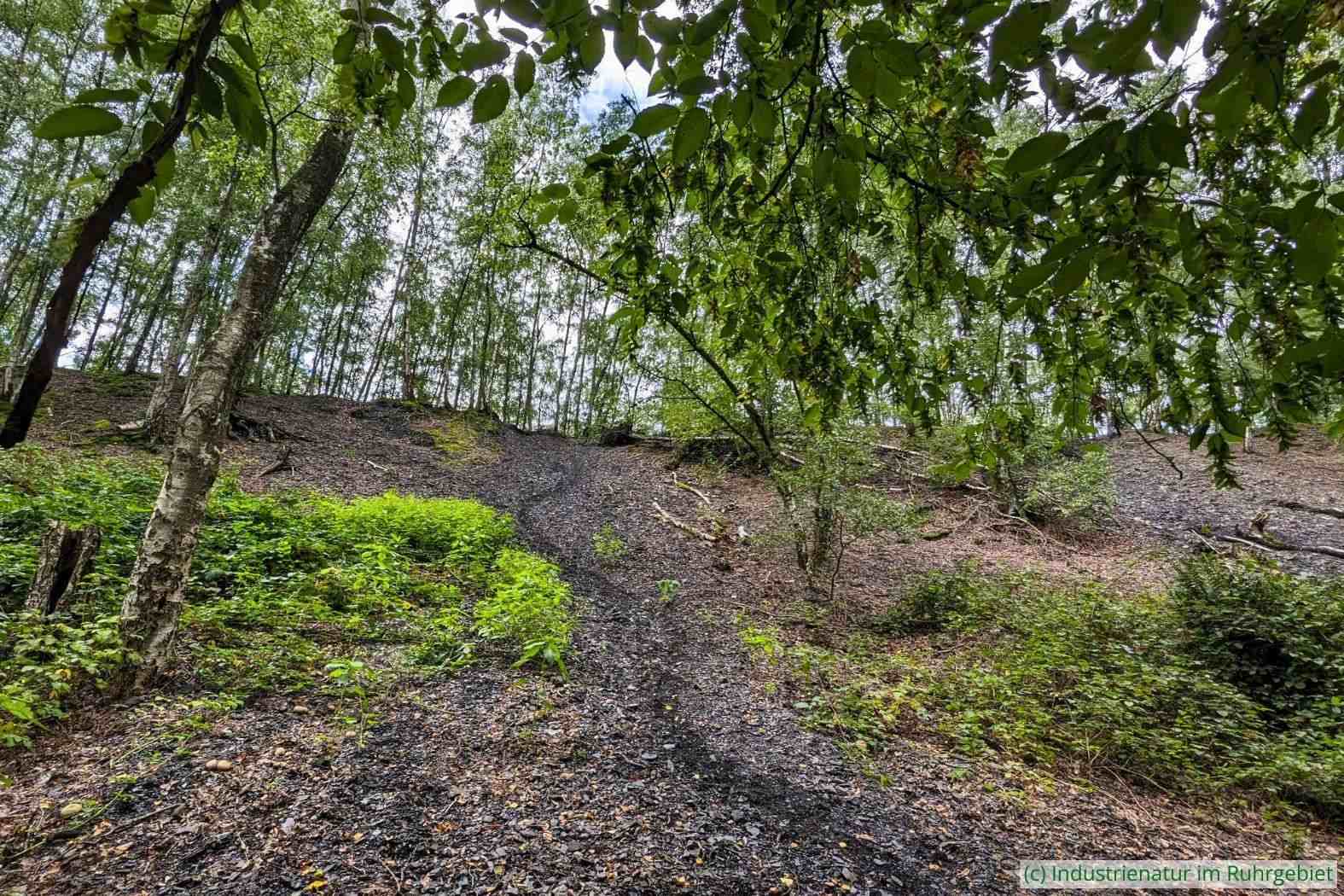Steiler Hang der Halde Pörtingsiepen von unten aus betrachtet, 19.08.2023