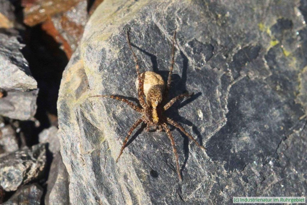 Pardosa sp. mit Kokon, Halde Pörtingsiepen, 30.05.2024