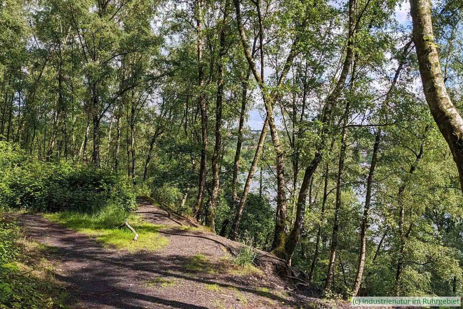 In unmittelbarer Nähe der Halde Pörtingsiepen liegt der Baldeneysee, 30.05.2024