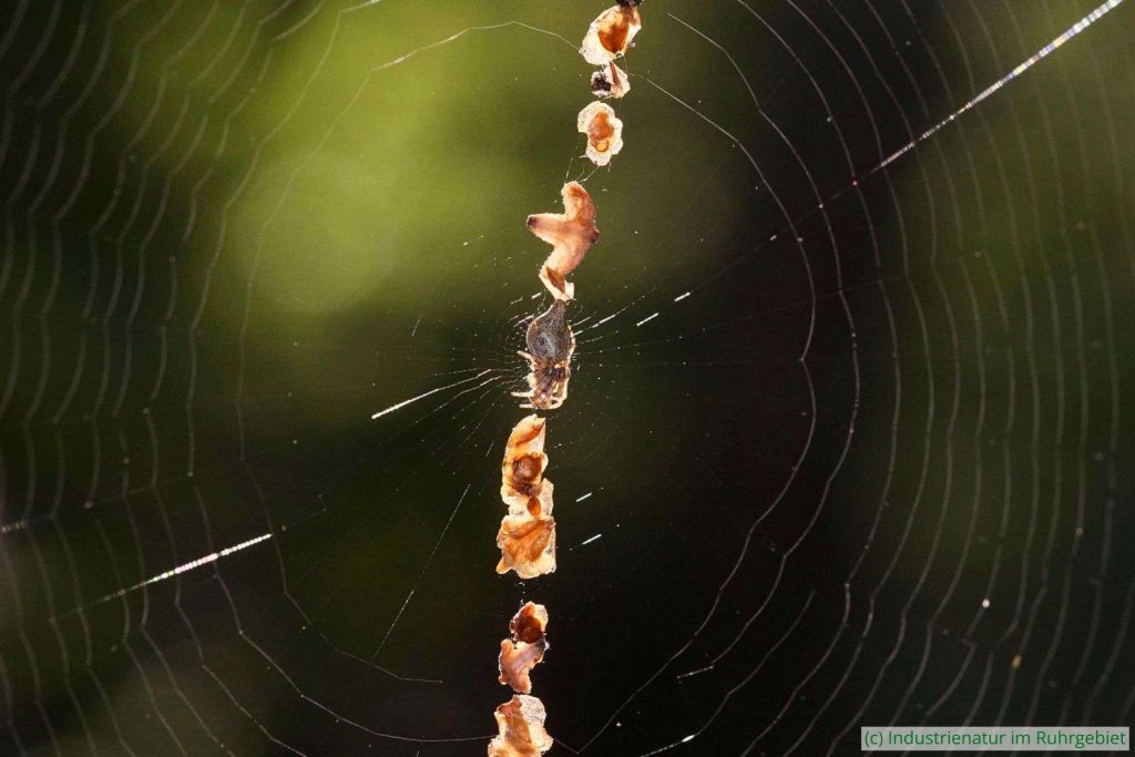 Im Netz dieser Gewöhnlichen Konusspinne (Cyclosa conica) haben sich Birkensamen verfangen, Halde Pörtingsiepen, 20.09.2024