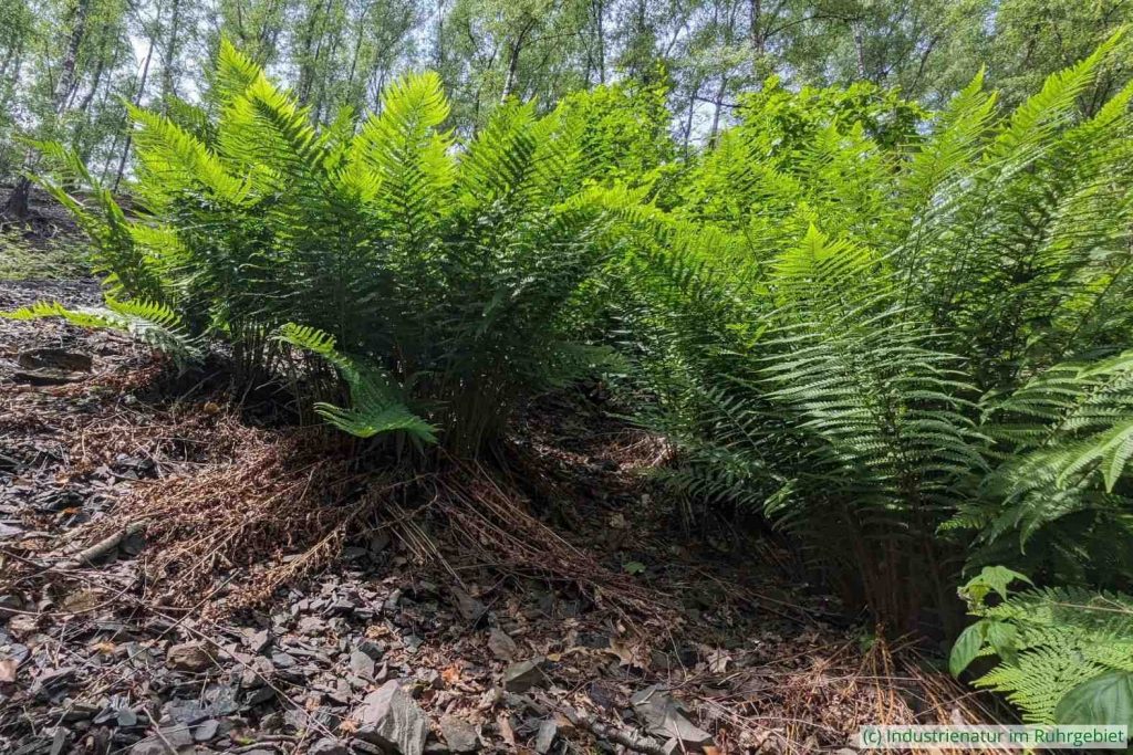 Gewöhnlicher Wurmfarn (Dryopteris filix-max), Halde Pörtingsiepen, 31.05.2025