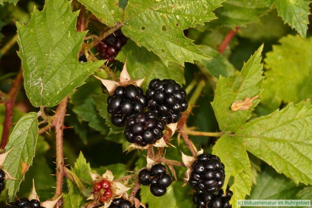Brombeere (Rubus sp.), Brache Vondern, 08.07.2017