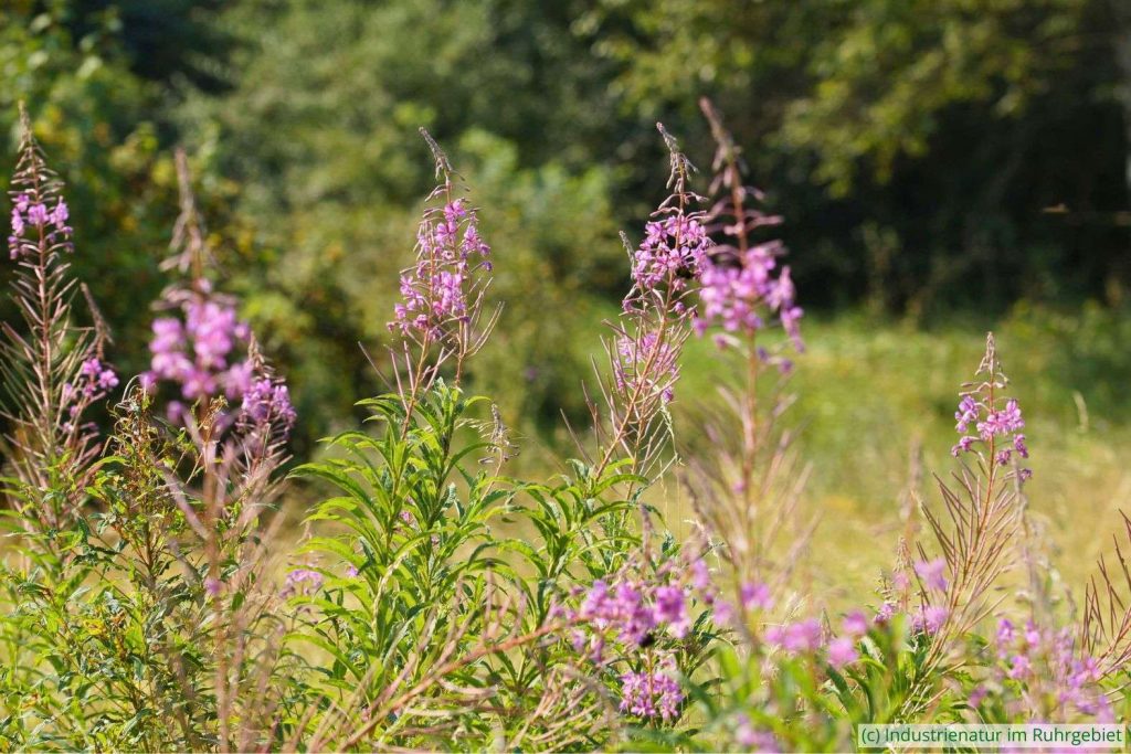 Art der Hochstaudenphase: Schmalblättriges Weidenröschen (Epilobium angustifolium), Gleispark Frintrop, 24.07.2016
