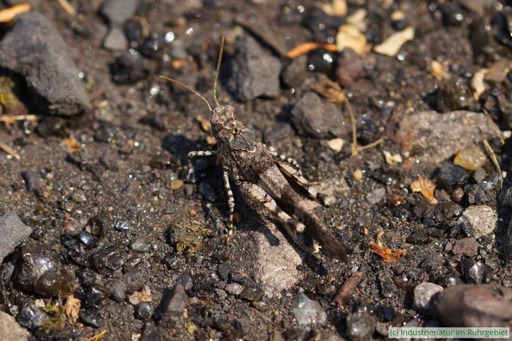 Blauflügelige Ödlandschrecke (Oedipoda caerulescens), Gleispark Frintrop, 24.07.2016