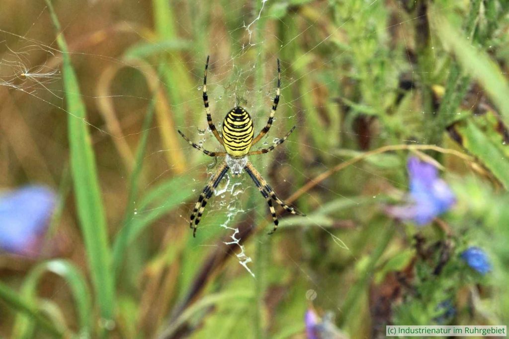 Weibliche Wespenspinne (Argiope bruennichi), Gleispark Frintrop, 06.08.2016
