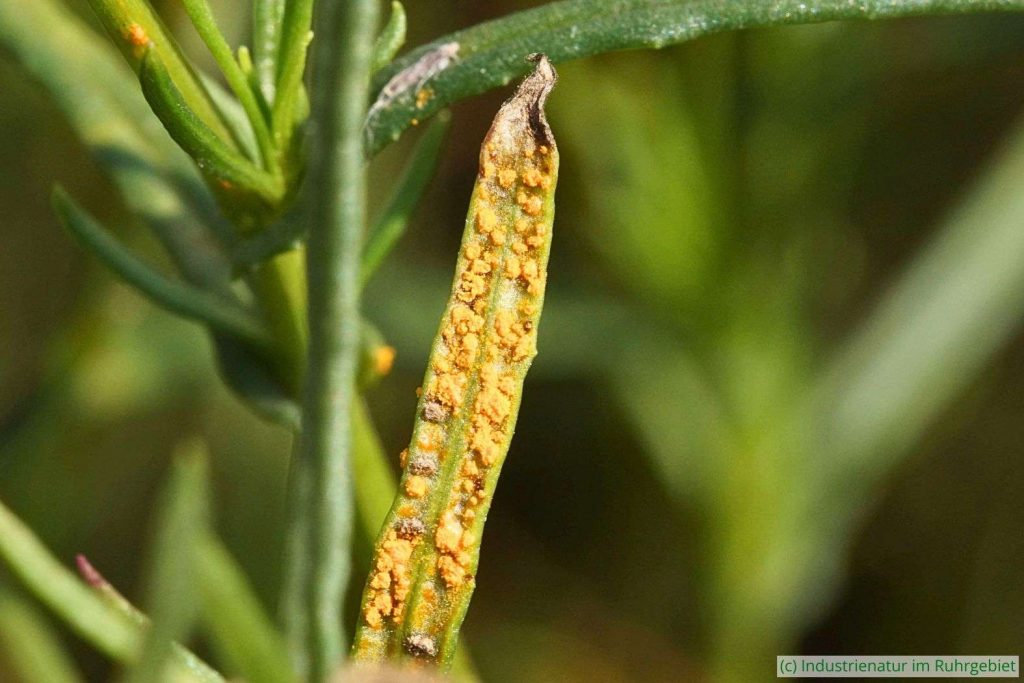 der Kiefernnadel-Greiskraut-Rost (Coleosporium senecionis) parasitiert Greiskräuter (Senecio spp.) und damit Hochstauden, Gleispark Frintrop, 15.08.2016