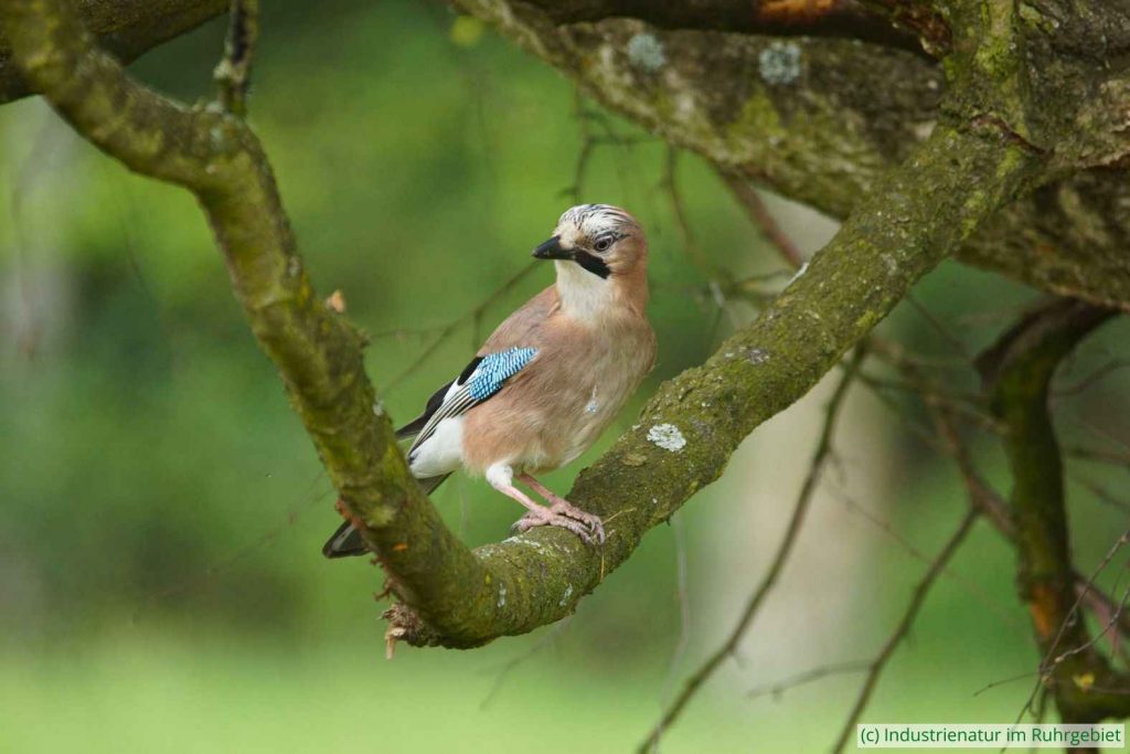 Eichelhäher (Garrulus glandarius), Gleispark Frintrop, 07.05.2017